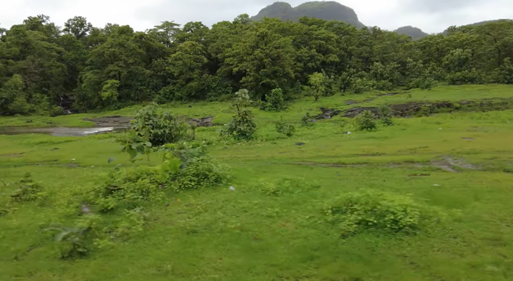 Botanical field excursion to Chahade Forest